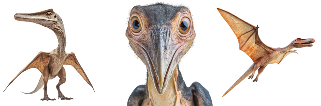 Set of pterodactyls isolated on transparent background PNG