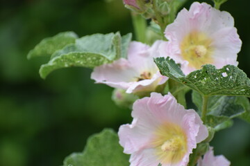 beautiful pink flower in the garden © MARIA