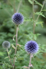blue thistle flower with green leaves, close up