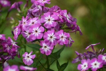 purple flower in nature © MARIA