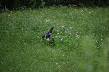a beautiful shot of a bird in the grass © MARIA