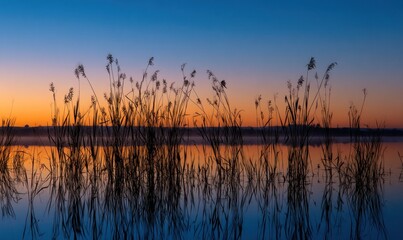 Tall grass silhouette reflecting in calm water during a vibrant sunset with clear blue sky above it