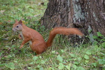 red fox in the forest
