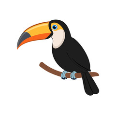 Toucan bird isolate 