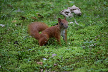 squirrel in the forest. squirrel on the green moss.