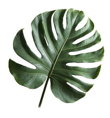 monstera leaf isolated on white background