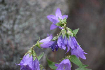 purple flowers in the garden © MARIA