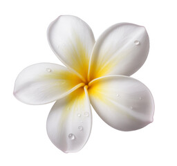 plumeria flower with water drops, isolated on white background.
