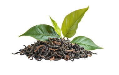 black tea leaves with fresh green tea leaves on white background.