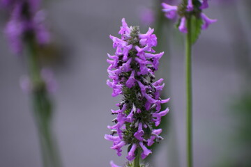 a selective focus shot of purple flower © MARIA