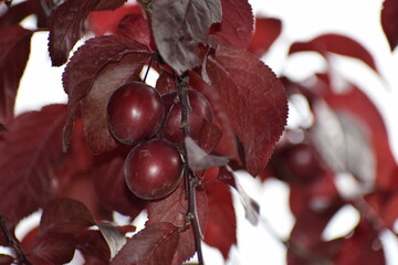 red berries on a branch of a tree © MARIA