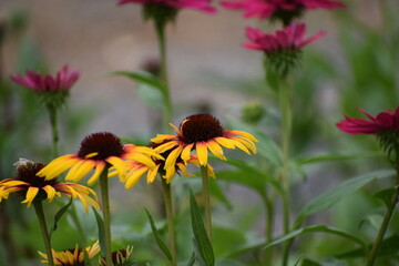beautiful flowers in the garden © MARIA