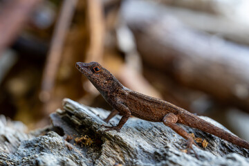 Crested anole (Anolis cristatellus), in the Cahuita National Park in the Costa Rican Caribbean