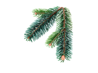 Lush green spruce branch isolated on black background, Isolated On White, Png, Transparent Background