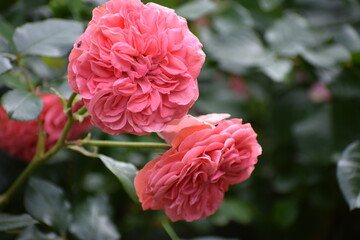 beautiful roses in the garden © MARIA