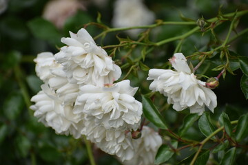 the flower of white rose © MARIA