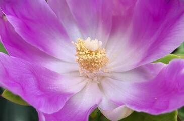 Close-up of Hibiscus syriacus flower