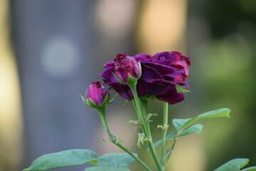 beautiful flowers in the garden © MARIA