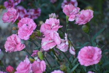 close - up of pink peony flower in the garden © MARIA