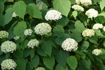 white flowers in the garden © MARIA