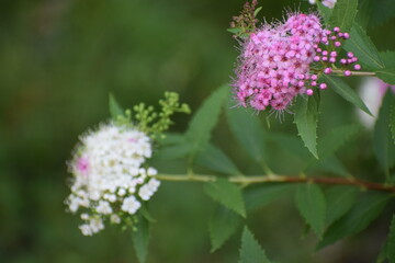 beautiful flowers in the garden © MARIA