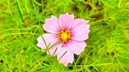 beautiful flowers in the garden