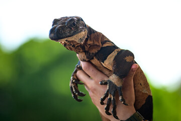A goanna is any one of several species of lizard of the genus Varanus found in Australia and...