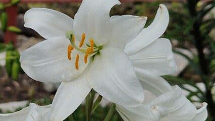 Fototapeta premium white flower lily in the garden in summer time