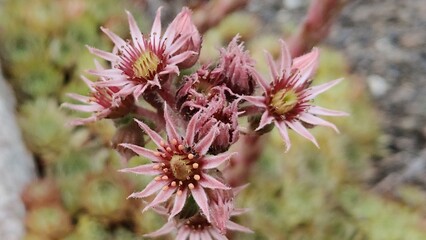 beautiful botanical shot, natural wallpaper