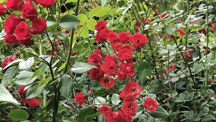 beautiful red roses in the garden