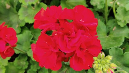 red flower in the garden