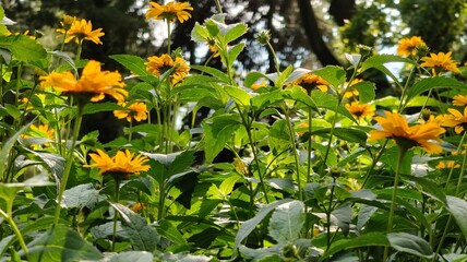 beautiful yellow flowers in the garden