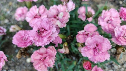 beautiful flowers in the garden