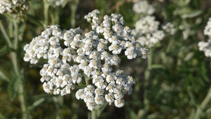 a white flower in nature