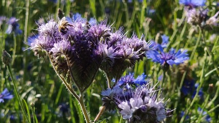 beautiful flowers in the garden