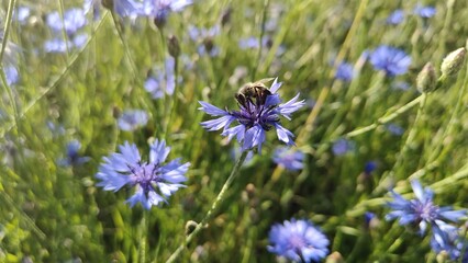 beautiful flowers in the garden