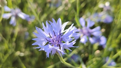 beautiful flowers in the garden