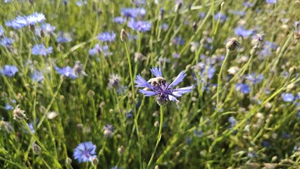 background, beautiful, beauty, bloom, blooming, blossom, blue, bright, closeup, color, colorful,...