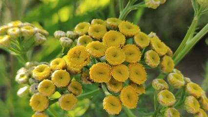 close up of a beautiful flower
