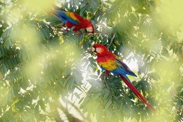 Sun light in nature with beautiful bird. Nature Costa Rica. Pair of big Scarlet Macaws, Ara macao,...