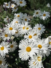 daisies in a garden