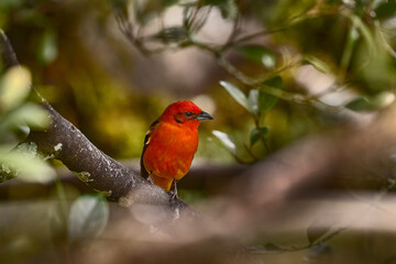 Orange bird Flame-colored Tanager, Piranga bidentata tropical bird from Savegre, Costa Rica. Red orange bird in the nature habitat. Travel in Cetral America. Birdwatching in Costa Rica.