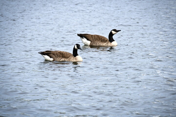 Two Canada geese swim leisurely on calm water. A harmonious nature motif