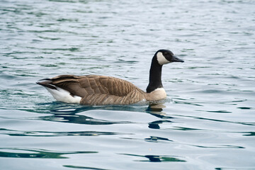 A Canada goose swims leisurely on calm water. A harmonious nature motif.