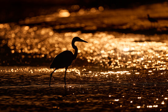 Sea sunset with heron. Snowy Egret, Egretta thula, in the nature coast habitat, sun light in the morning sunrise, Dominical, Costa Rica. Misty fog landscape with bird, in the ocean sea water. Wildlife