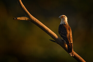 Yellow-headed caracara, Milvago chimachima, bird fly above green vegetation. Caracara flight in the...