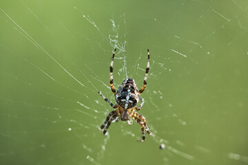 Macro shot of a cross spider on its elaborate web against a green background.