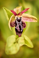 Ophrys cretica, Cretan Bee Orchid, Spili, Crete, Greece. Flowering European terrestrial wild...