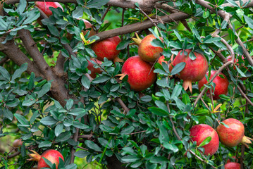 Red ripe pomegranate fruits grow on pomegranate tree in a garden