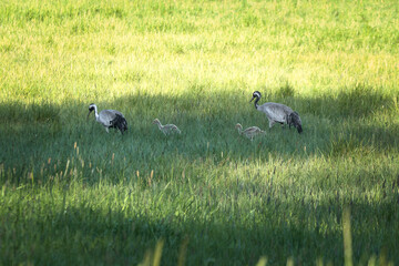 A crane family with young stands in a green field surrounded by tall grass.